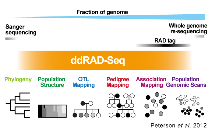 Genome-wide genotyping